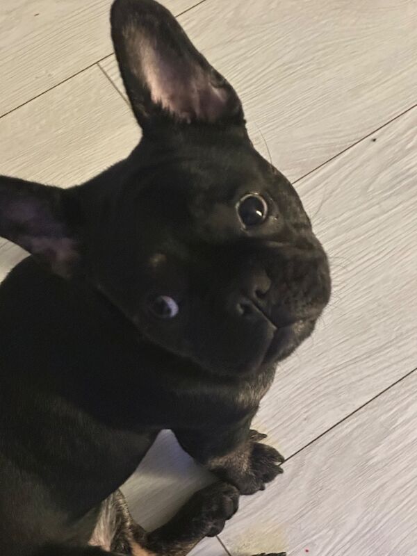 Black 10 month old female french bulldog - Image 3 of 3
