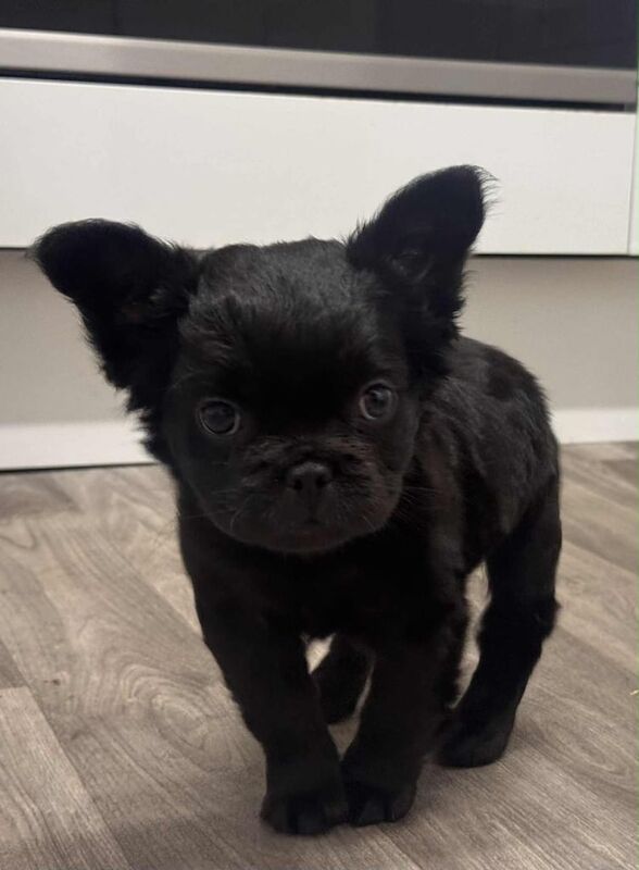 Black fluffy male French bulldog - Image 2 of 3
