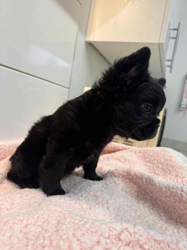 Black fluffy male French bulldog - Image 3 of 3