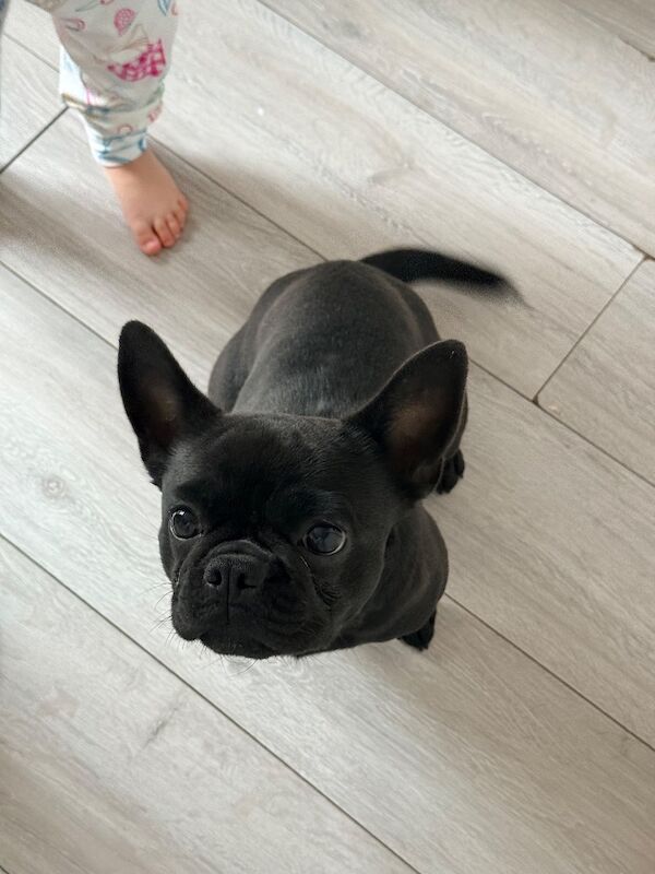 Black french bull dog female 1 1/2 years old