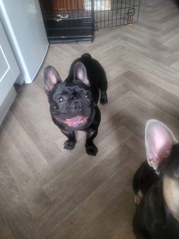 French Bulldog puppies for sale in County Antrim – KC registered, 3 years old