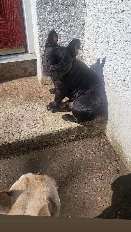 French Bulldog puppies for sale in County Antrim – KC registered, 3 years old - Image 2 of 3
