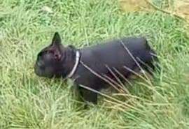 French Bulldog puppies for sale in County Antrim – KC registered, 3 years old - Image 3 of 3