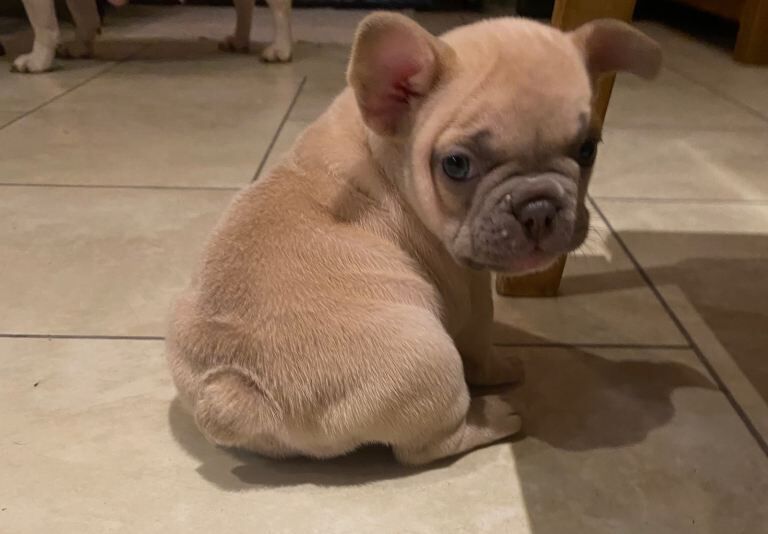 French Bulldog puppies for sale in York, North Yorkshire – 7 weeks old - Image 2 of 3