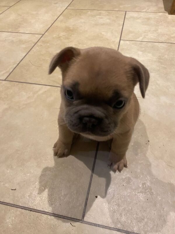 French Bulldog puppies for sale in York, North Yorkshire – 7 weeks old - Image 3 of 3