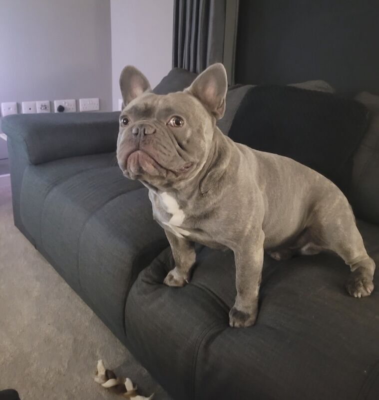 Blue dog