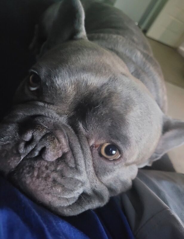 Blue dog (&pound;250 ONO)