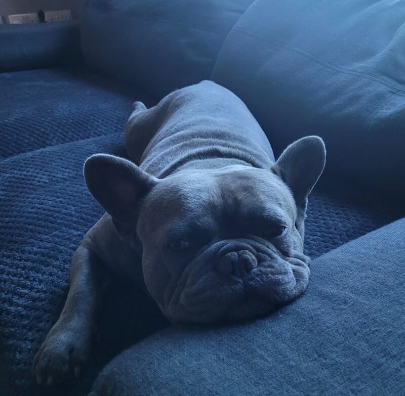 Blue dog (&pound;150) - Image 3 of 6