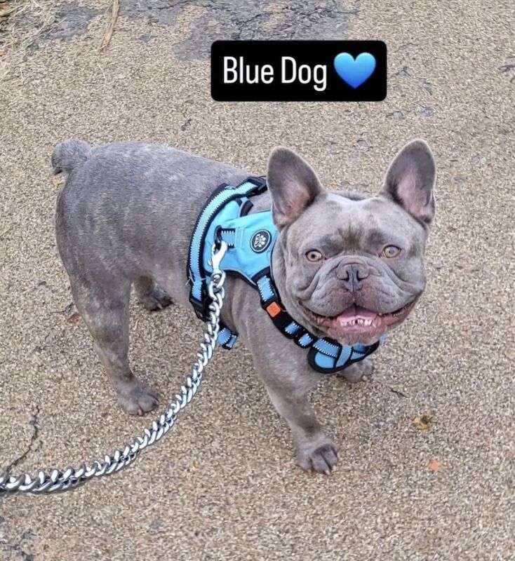 Blue dog (&pound;150) - Image 4 of 6