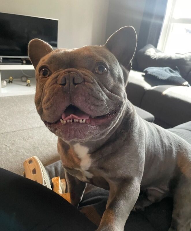 Blue dog (&pound;150) - Image 5 of 6
