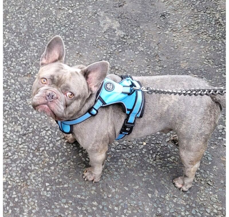 Blue dog (&pound;150) - Image 6 of 6