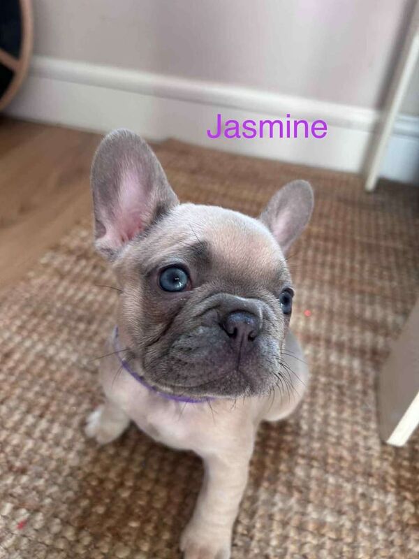 Blue Fawn French Bulldogs for sale - Image 2 of 3
