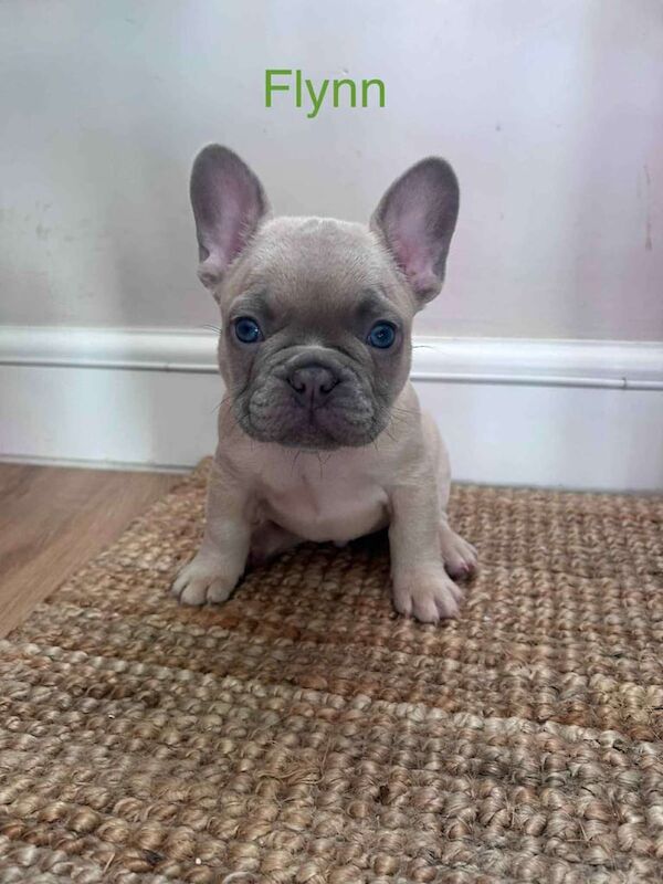 Blue Fawn French Bulldogs for sale - Image 3 of 3