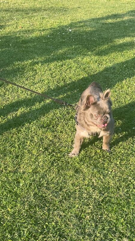 Blue Fluffy Frenchie Male for sale in Hackney, Greater London