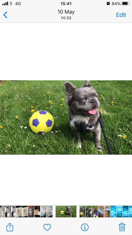 Blue Fluffy Frenchie Male for sale in Hackney, Greater London - Image 2