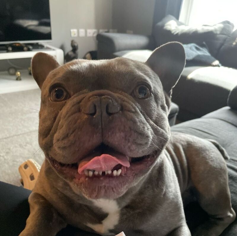 French Bulldog puppies for sale in Radcliffe, Greater Manchester – 25 minutes old
