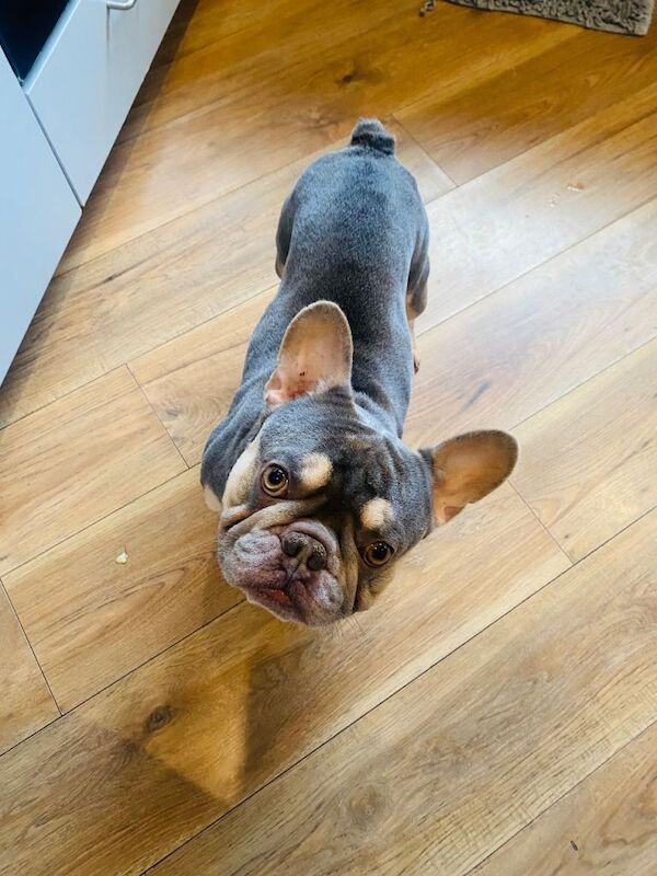 French Bulldog puppies for sale in Rochdale, Greater Manchester – 3 years old