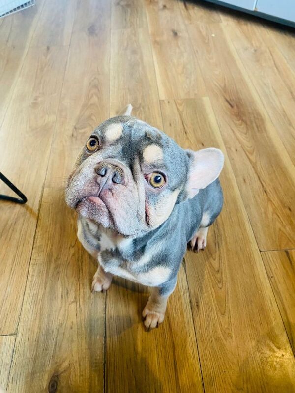 French Bulldog puppies for sale in Rochdale, Greater Manchester – 3 years old - Image 2 of 2