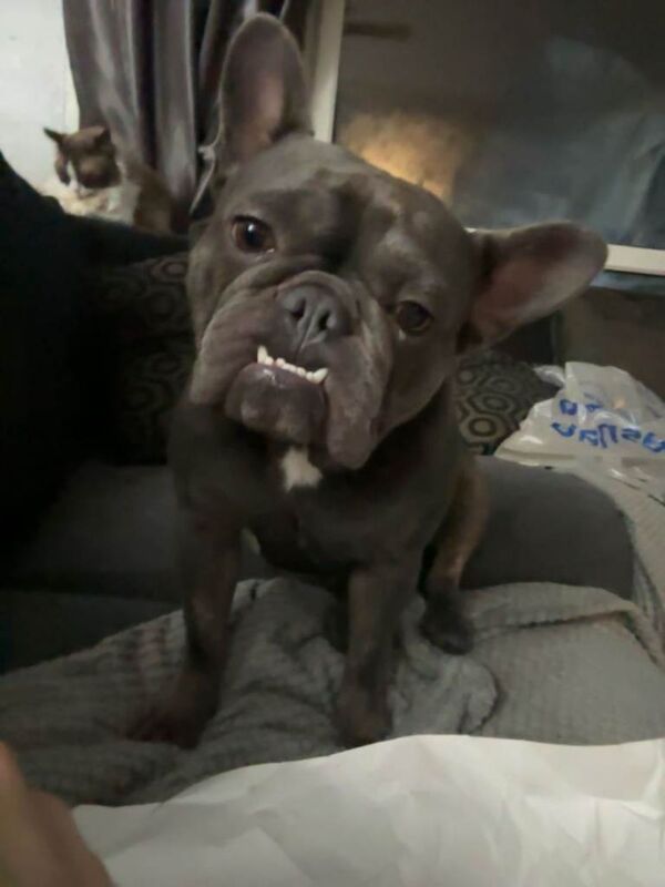 French Bulldog puppies for sale in South Ockendon, Essex – 2 years old