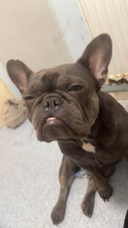 French Bulldog puppies for sale in South Ockendon, Essex – 2 years old - Image 4 of 5