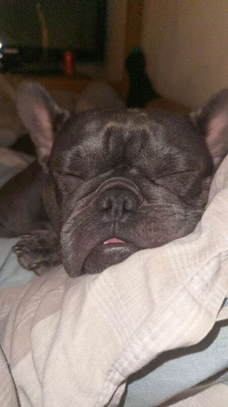 French Bulldog puppies for sale in South Ockendon, Essex – 2 years old - Image 5 of 5