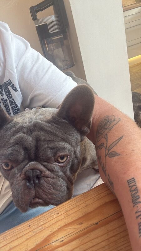 Blue French bulldog - Image 2 of 3