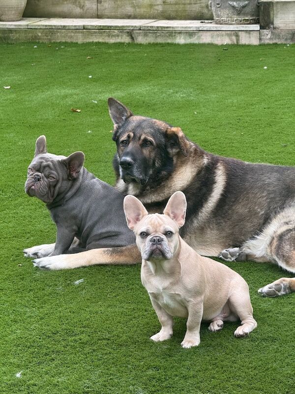 Blue French bulldog - Image 3 of 3