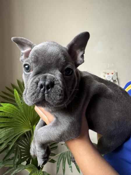 Blue French Bulldog puppies for sale in Barnsley, South Yorkshire | Image 2