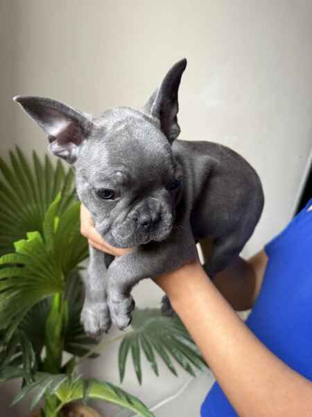 Blue French Bulldog puppies for sale in Barnsley, South Yorkshire | Image 3