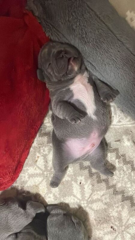 French Bulldog puppies for sale in Coalisland, County Tyrone – 7 weeks old