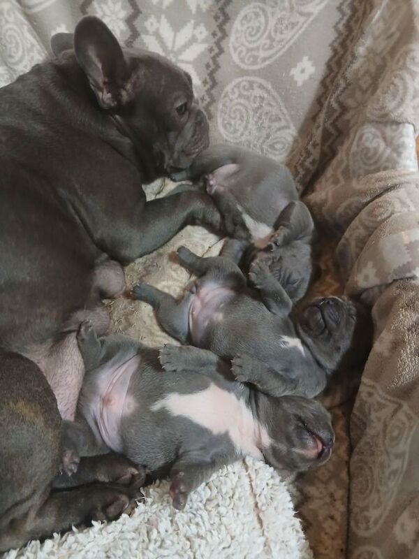 Blue French Bulldog puppies - Image 2 of 4