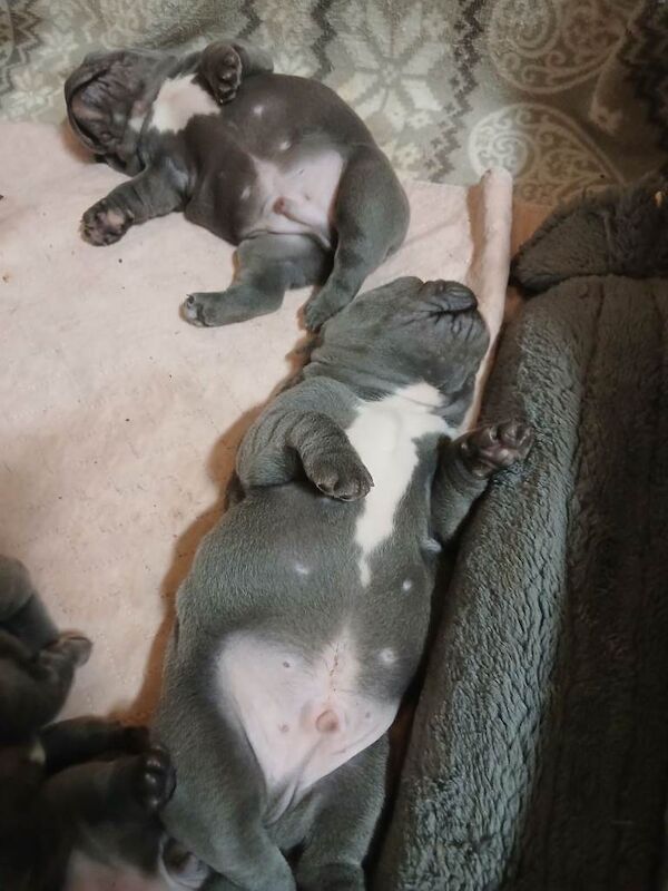 Blue French Bulldog puppies - Image 3 of 4