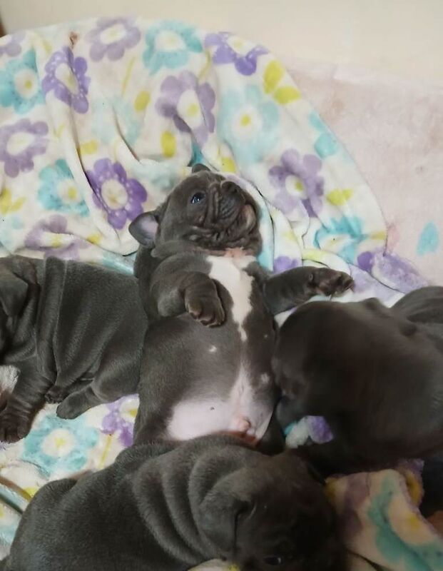 Blue French Bulldog puppies - Image 4 of 4