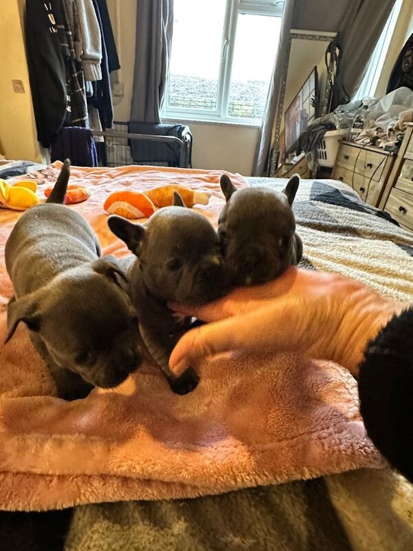 Blue French Bulldog Puppies For Sale