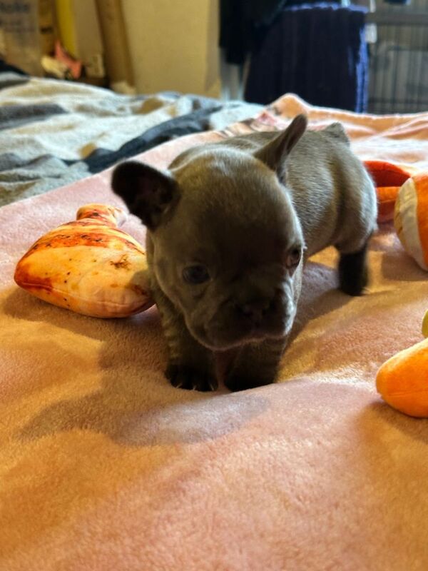 Blue French bulldog puppies - Image 2 of 3