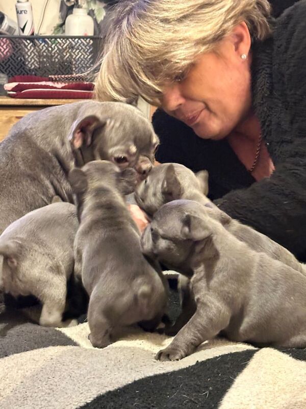 Blue French bulldog puppies - Image 3 of 3