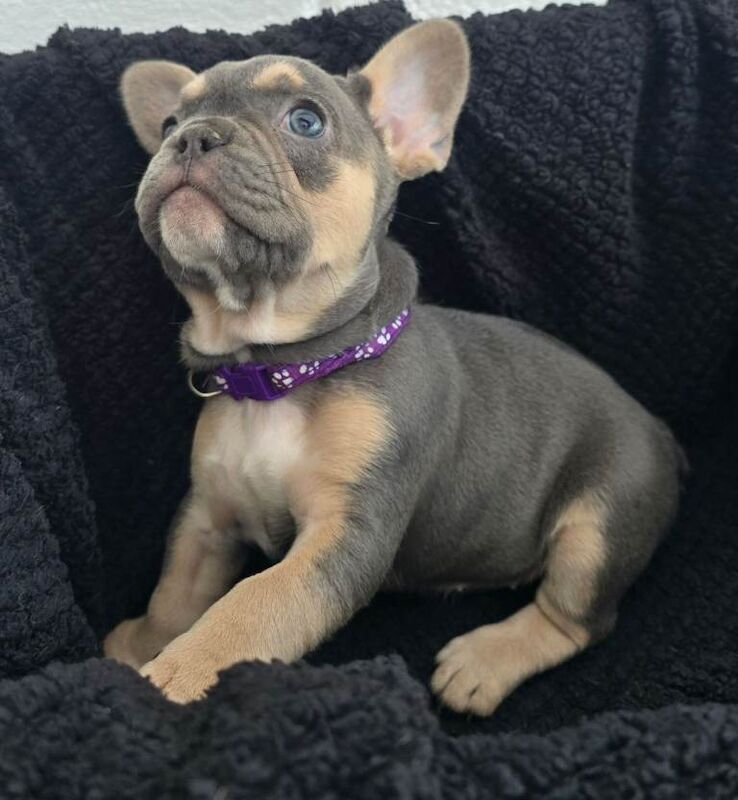 French Bulldog puppies for sale in St Austell, Cornwall – KC registered, 7 weeks old