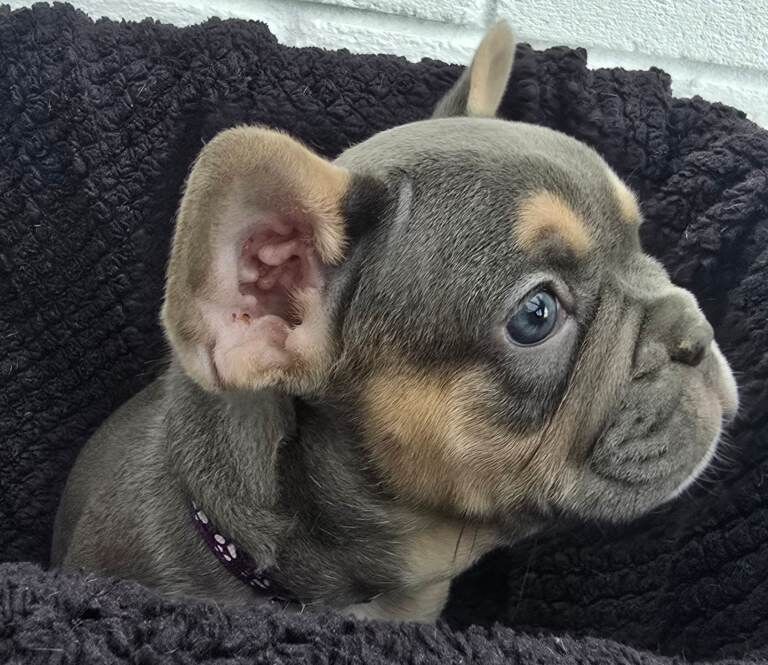 French Bulldog puppies for sale in St Austell, Cornwall β KC registered, 7 weeks old - Image 2 of 4