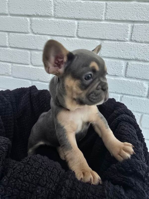 French Bulldog puppies for sale in St Austell, Cornwall β KC registered, 7 weeks old - Image 3 of 4