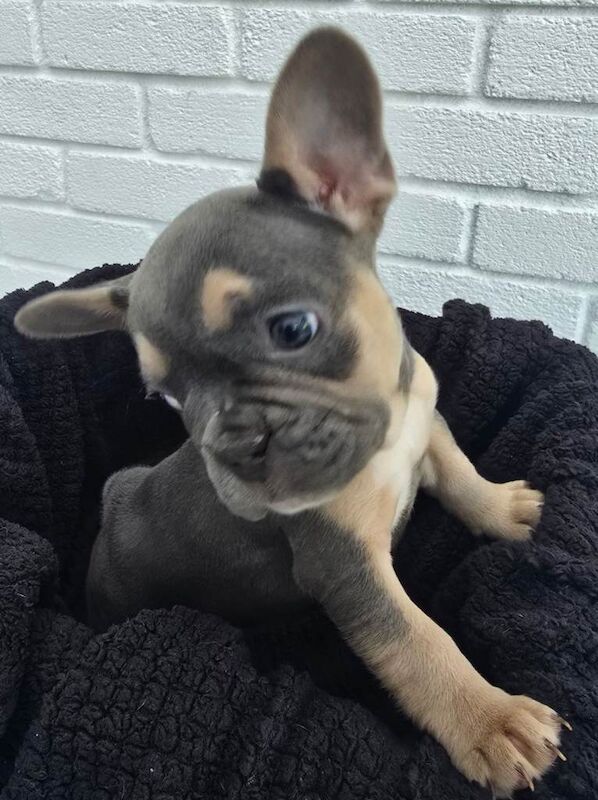 French Bulldog puppies for sale in St Austell, Cornwall β KC registered, 7 weeks old - Image 4 of 4