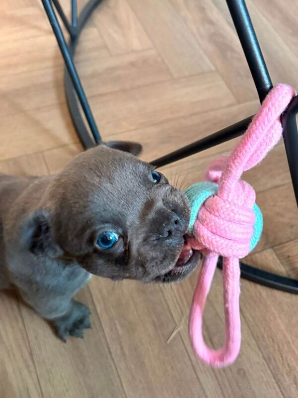 Blue male french bulldog puppy