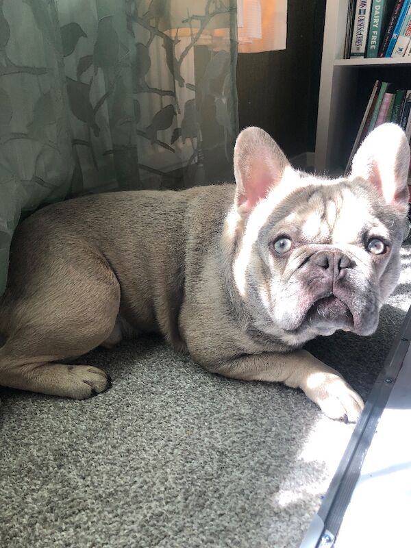 French Bulldog Puppies For Sale Under £1,000