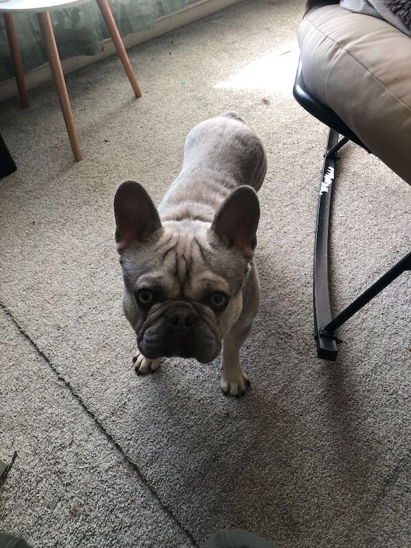 Blue merl male French bull - Image 2 of 3