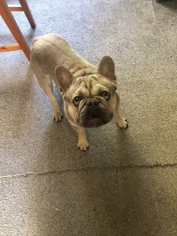 Blue merl male French bull - Image 3 of 3