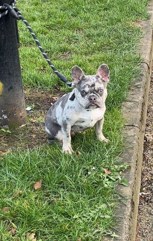 Frenchie Puppies For Sale