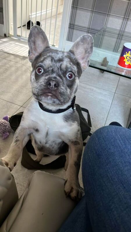 blue merle french bulldog - Image 2 of 3