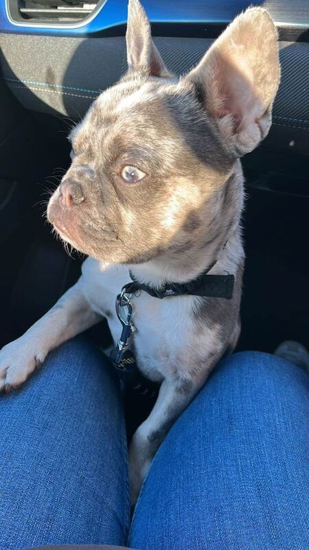 blue merle french bulldog - Image 3 of 3