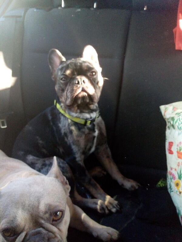 Blue Merle French Bulldog