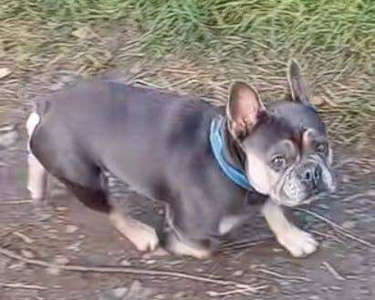 French Bulldog puppies for sale in County Antrim – KC registered, 2 years old - Image 2 of 4