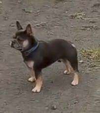 French Bulldog puppies for sale in County Antrim – KC registered, 2 years old - Image 3 of 4